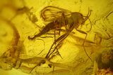 Four Fossil Flies (Diptera) In Baltic Amber #207530-4